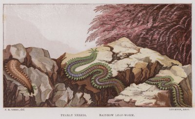 Nereis Pérola, Minhoca de Folha Arco-Íris (cor litho) de English School