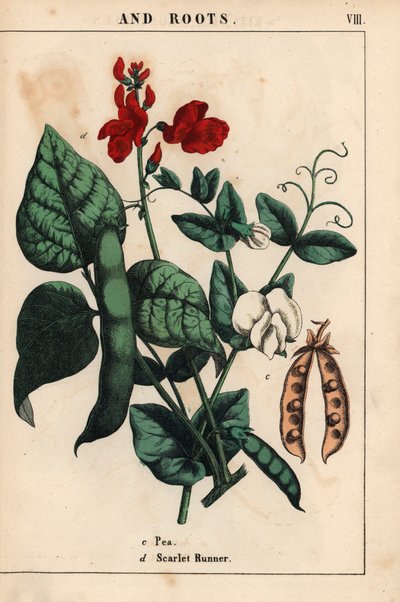 Ervilhas e vagens, com flores escarlates e brancas.   , de "The Instructive Picturebook, or Lessons from the Vegetable World," [Charlotte Mary Yonge], Edimburgo de English School