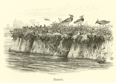Peewits de English School