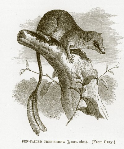 Árvore-musaranho-de-cauda-caneta, ilustração da Royal Natural History de English School
