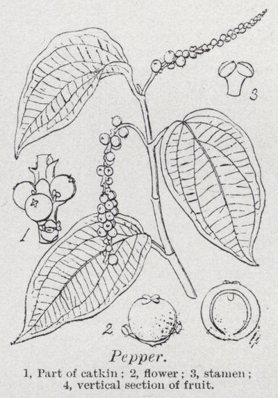 Pimenta (litho) de English School