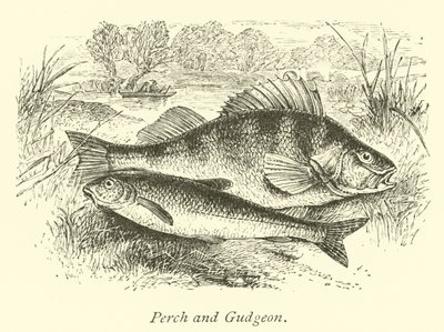 Poleiro e gudgeon de English School
