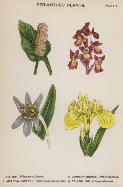 Plantas Perianthed (lito a cores) de English School