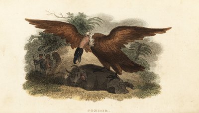 Homem peruano usando pele de vaca para atrair um condor de English School