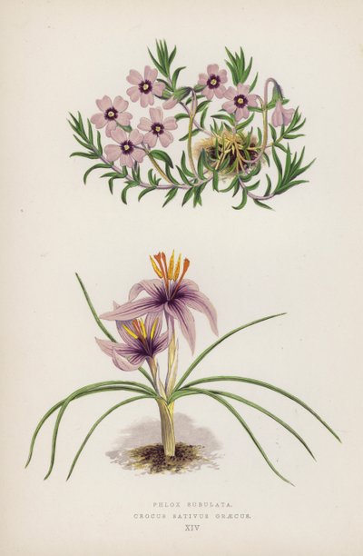 Phlox Subulata; Crocus Sativus Graecus (cor litho) de English School