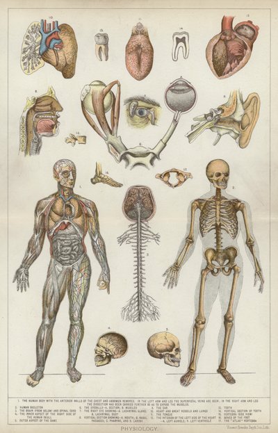 Fisiologia (lito a cores) de English School
