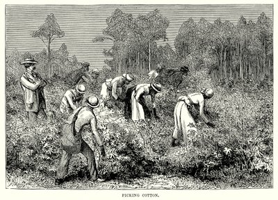 Apanhar algodão (gravura) de English School