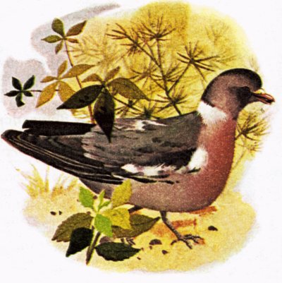 Pombo de English School