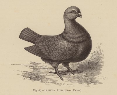 Pombos: Leghorn Runt, de Eaton (gravura) de English School