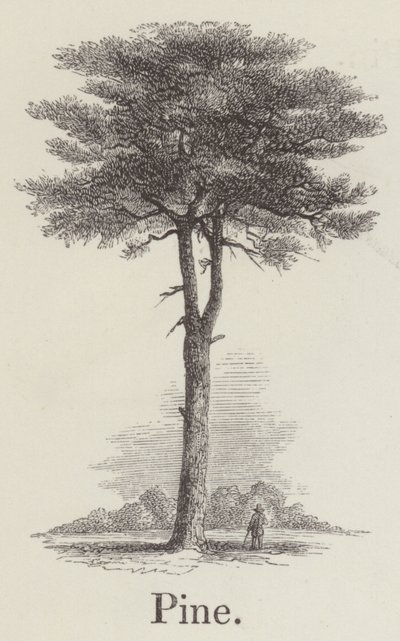 Pinho (gravura) de English School