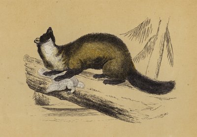 Pine Marten (litografia a cores) de English School