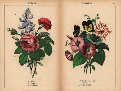 Rosa de couve rosa, tremoço azul, cravo escarlate, convolvulus roxo maior, pansy roxo e amarelo, e madressilva rosa e laranja, de "The Instructive Picturebook, or Lessons from the Vegetable World," [Charlotte Mary Yonge], Edimburgo de English School