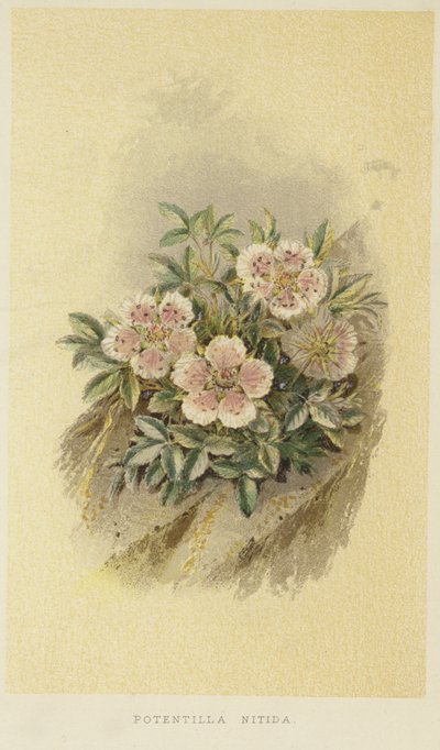 Cinquefoil rosa de English School