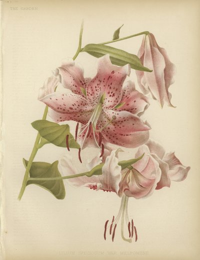 Lírio rosa de English School