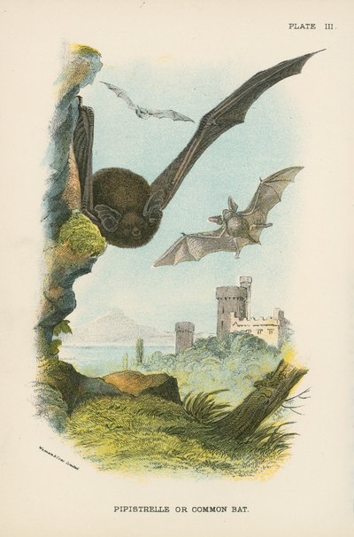 Pipistrelle ou morcego comum de English School