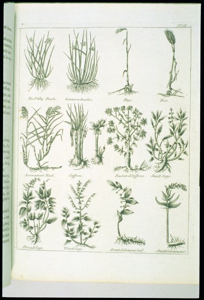 Plantas de Culpepers English Physician e Complete Herbal, publicadas em 1790 de English School