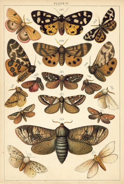 Prato das Borboletas e Traças do Nosso País (chromolitho) de English School