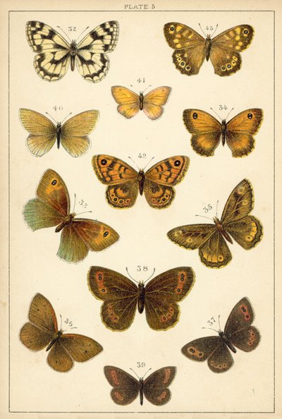 Prato das Borboletas e Traças do Nosso País (chromolitho) de English School