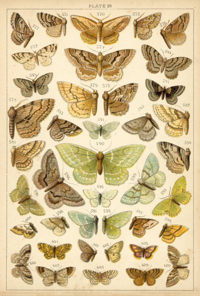 Prato das Borboletas e Traças do Nosso País (chromolitho) de English School