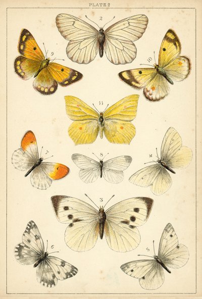 Prato das Borboletas e Traças do Nosso País (chromolitho) de English School