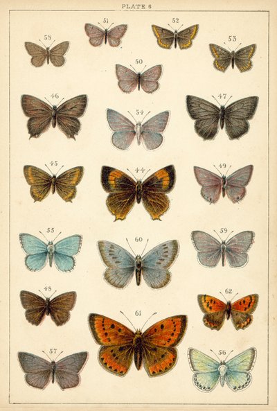 Prato das Borboletas e Traças do Nosso País (chromolitho) de English School