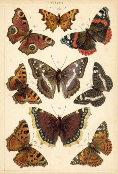 Prato das Borboletas e Traças do Nosso País (chromolitho) de English School