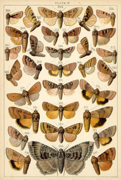 Prato das Borboletas e Traças do Nosso País (chromolitho) de English School
