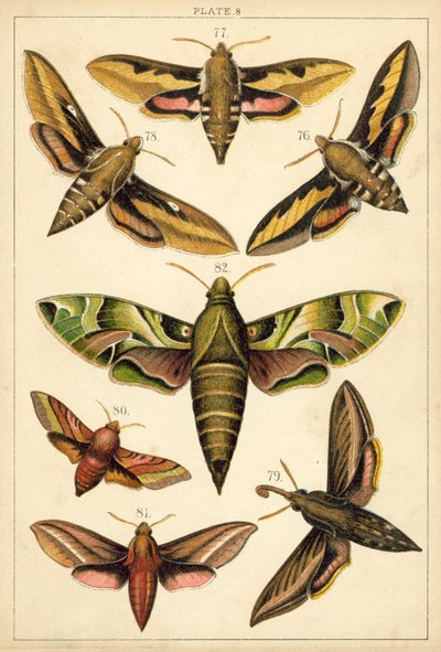 Prato das Borboletas e Traças do Nosso País (chromolitho) de English School