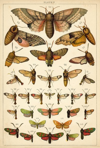 Prato das Borboletas e Traças do Nosso País (chromolitho) de English School