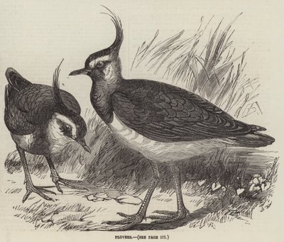 Plovers (gravura) de English School