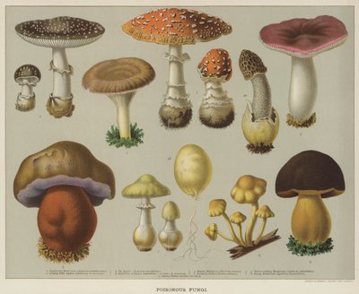 Fungos venenosos (cor litho) de English School
