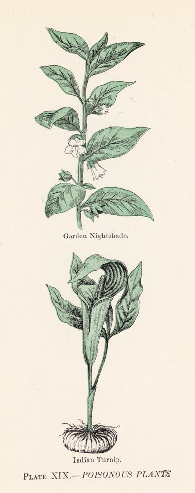 Plantas venenosas (cor litho) de English School