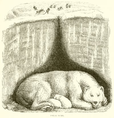 Urso polar de English School