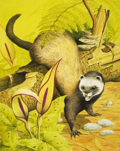 Polecat de English School