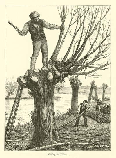 Polling the Willows de English School