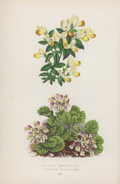 Polygala Chamaebuxus; Teucrium Pyrenaicum (litografia a cores) de English School