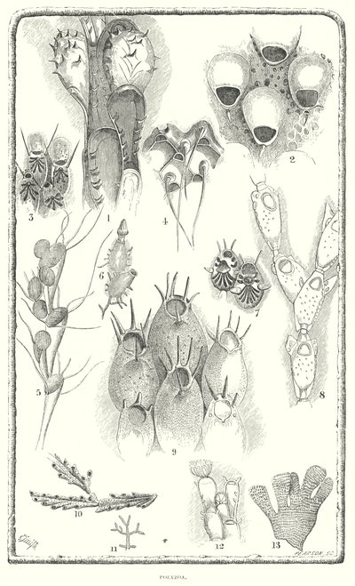 Polizoários (gravura) de English School