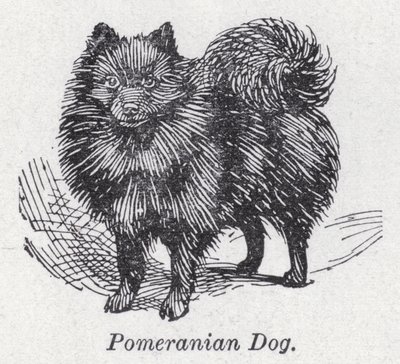 Cão pomeraniano (litho) de English School