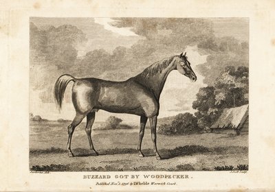 Retrato do cavalo de corrida campeão Buzzard obtido por Woodpecker de English School