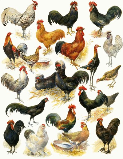 Aves de capoeira de English School