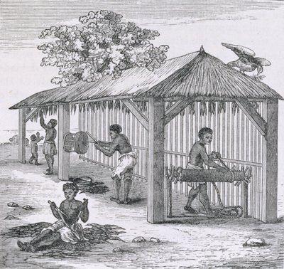 Preparando o tabaco, de "Santo Domingo Past and Present", de Samuel Hazard, pub. 1873 de English School