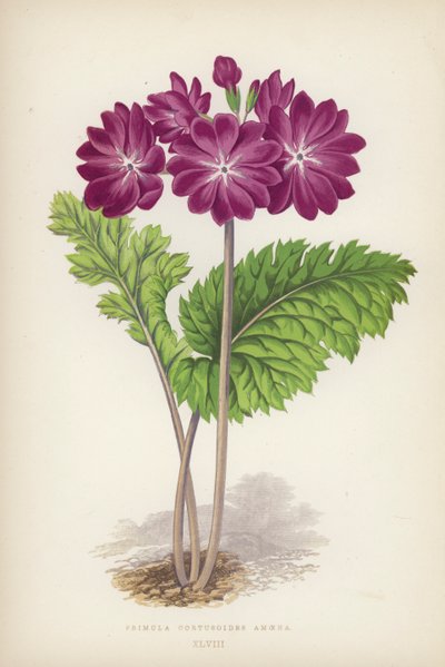 Primula Cortusoides Amoena (lito colorido) de English School