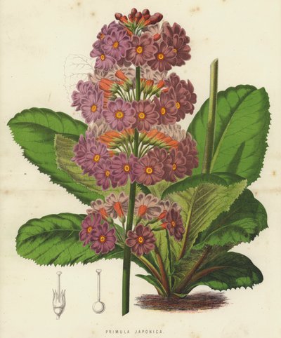 Primula Japonica (cromolito) de English School