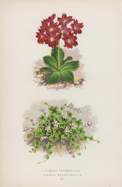 Primula Pedemontana; Linaria Hepaticaefolia (litografia colorida) de English School