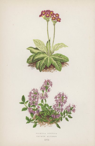 Primula Scotica; Thymus Alpinus (litografia a cores) de English School