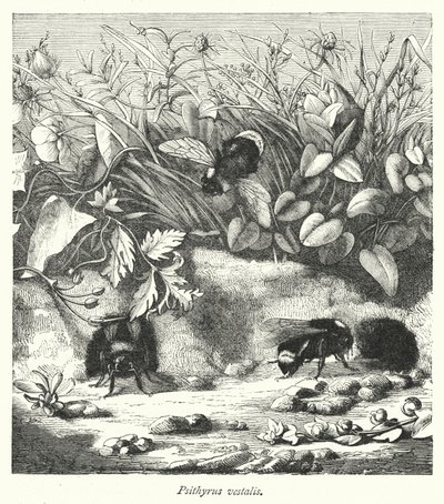 Psithyrus vestalis (gravura) de English School