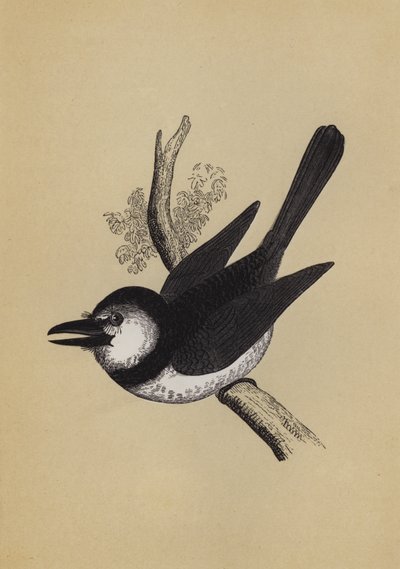 Puff Bird (cor litho) de English School