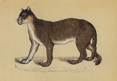 Puma (cor litho) de English School