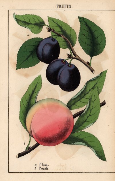 Ameixas pretas-púrpura e pêssego rosa , de "The Instructive Picturebook, or Lessons from the Vegetable World," [Charlotte Mary Yonge], Edimburgo de English School