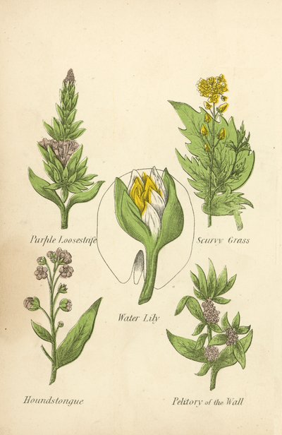 Roxo Loosestrife, Scurvy Grass, Water Lily, Houndstongue, Petitory of the Wall (lito colorido) de English School